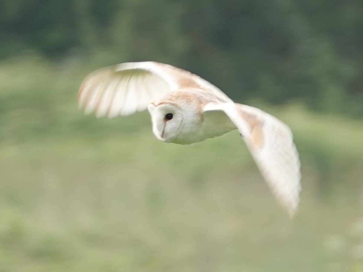 Barn Owl (Eurasian) - ML618759250