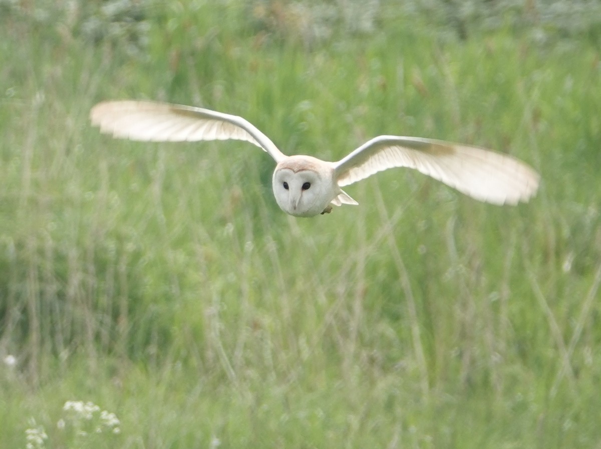 Barn Owl (Eurasian) - ML618759254