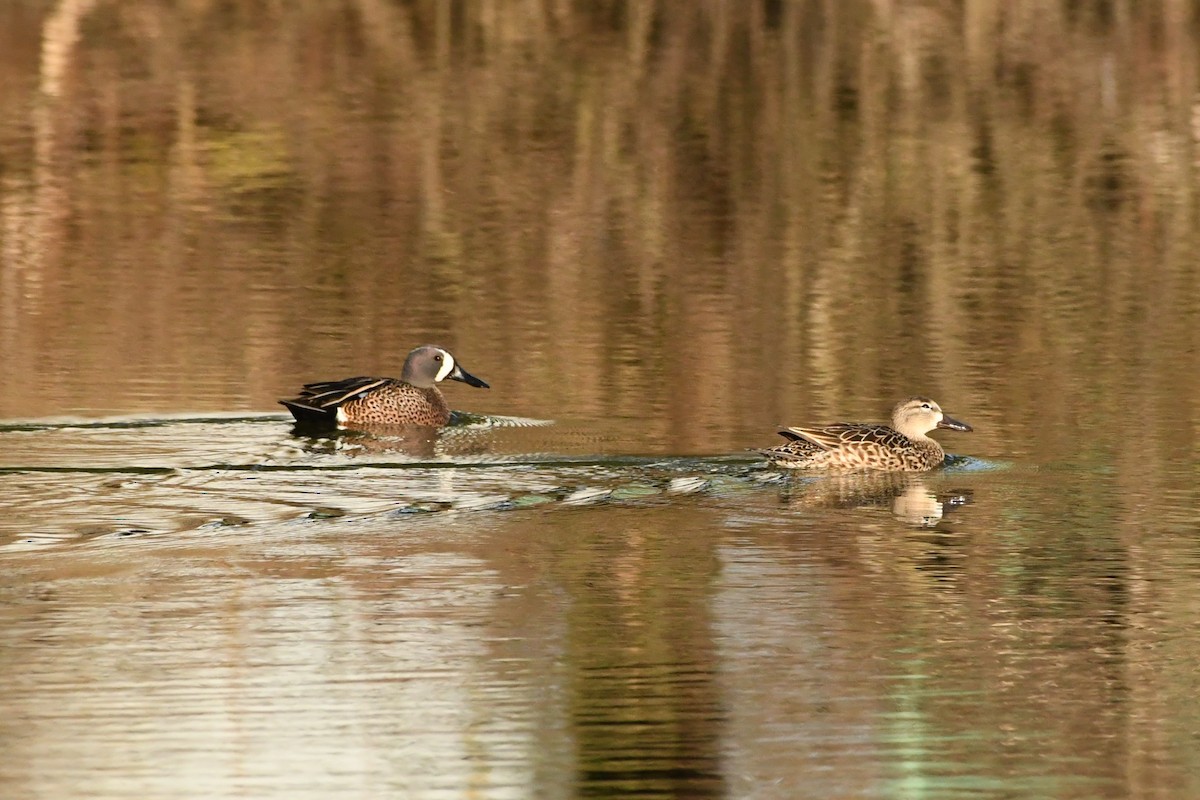 Blue-winged Teal - ML618759285