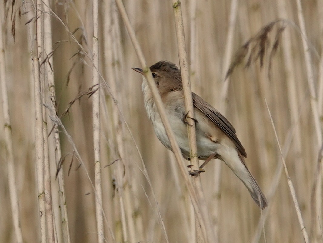 Common Reed Warbler - ML618759293