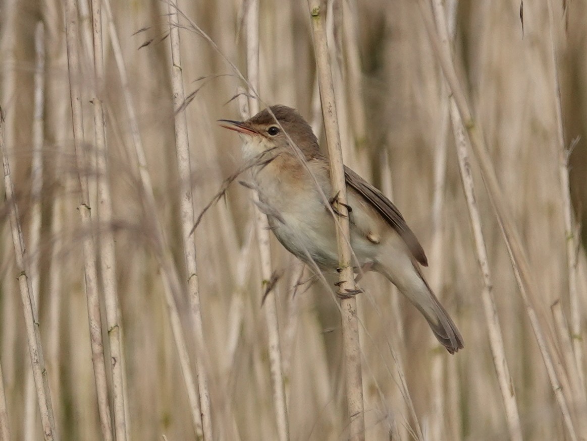 Common Reed Warbler - ML618759294