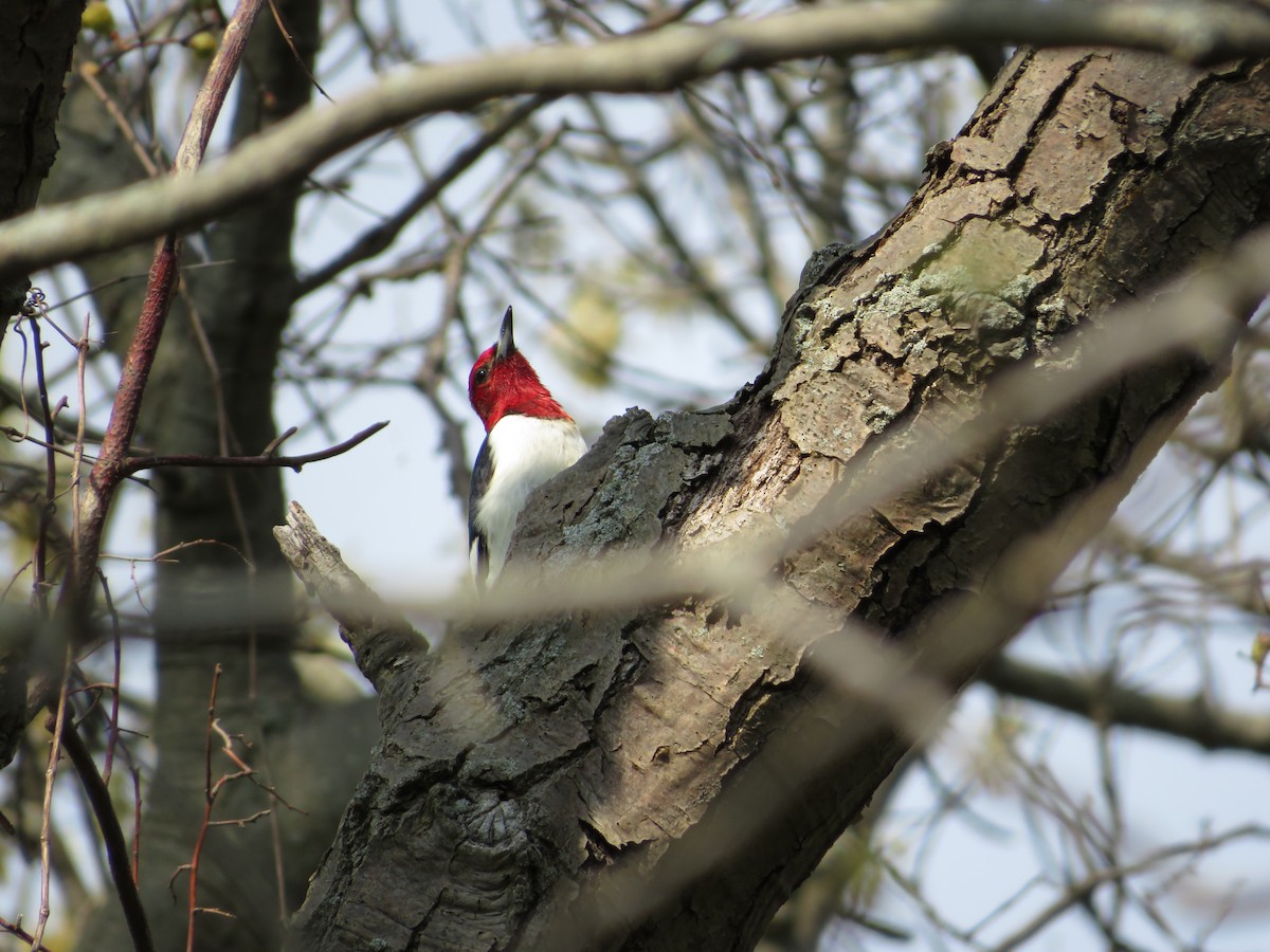 Red-headed Woodpecker - ML618759322