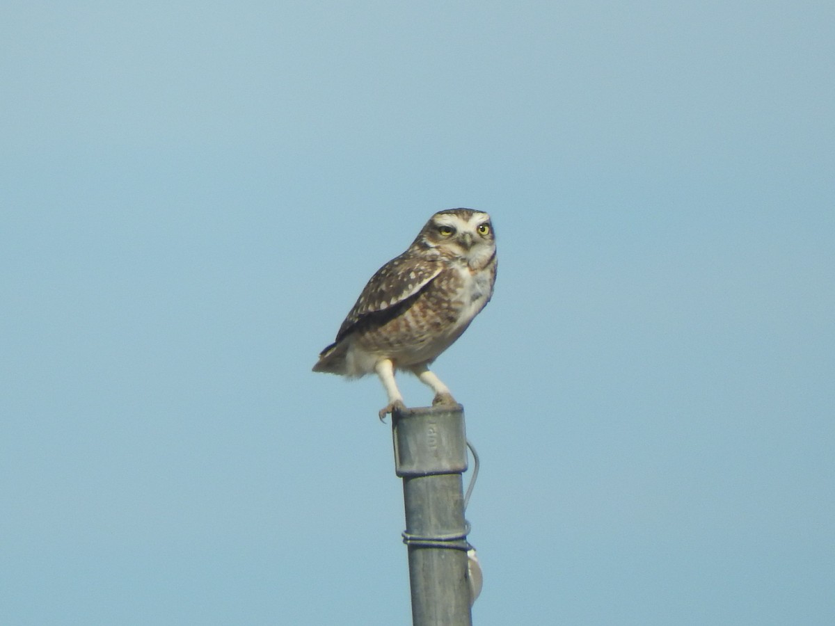 Burrowing Owl - ML618759324