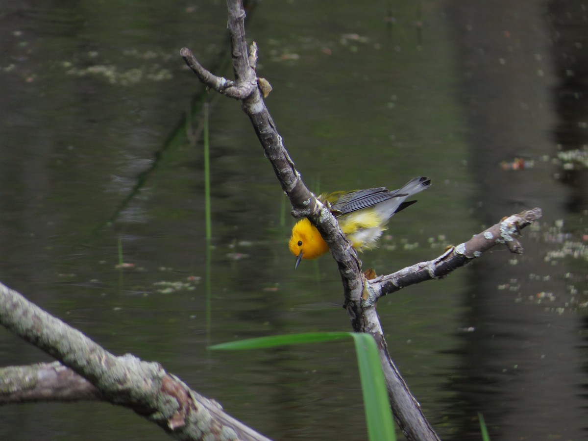 Prothonotary Warbler - ML618759335
