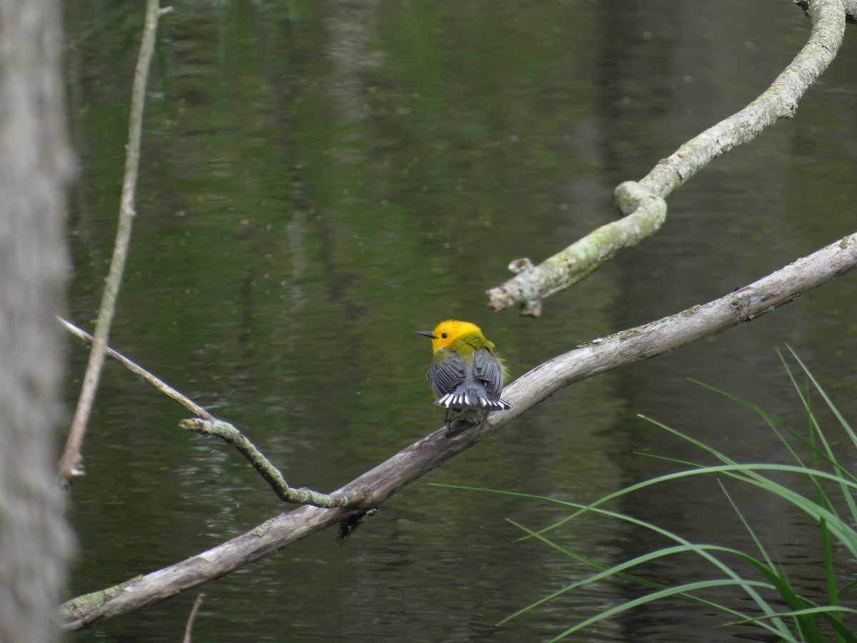 Prothonotary Warbler - ML618759336