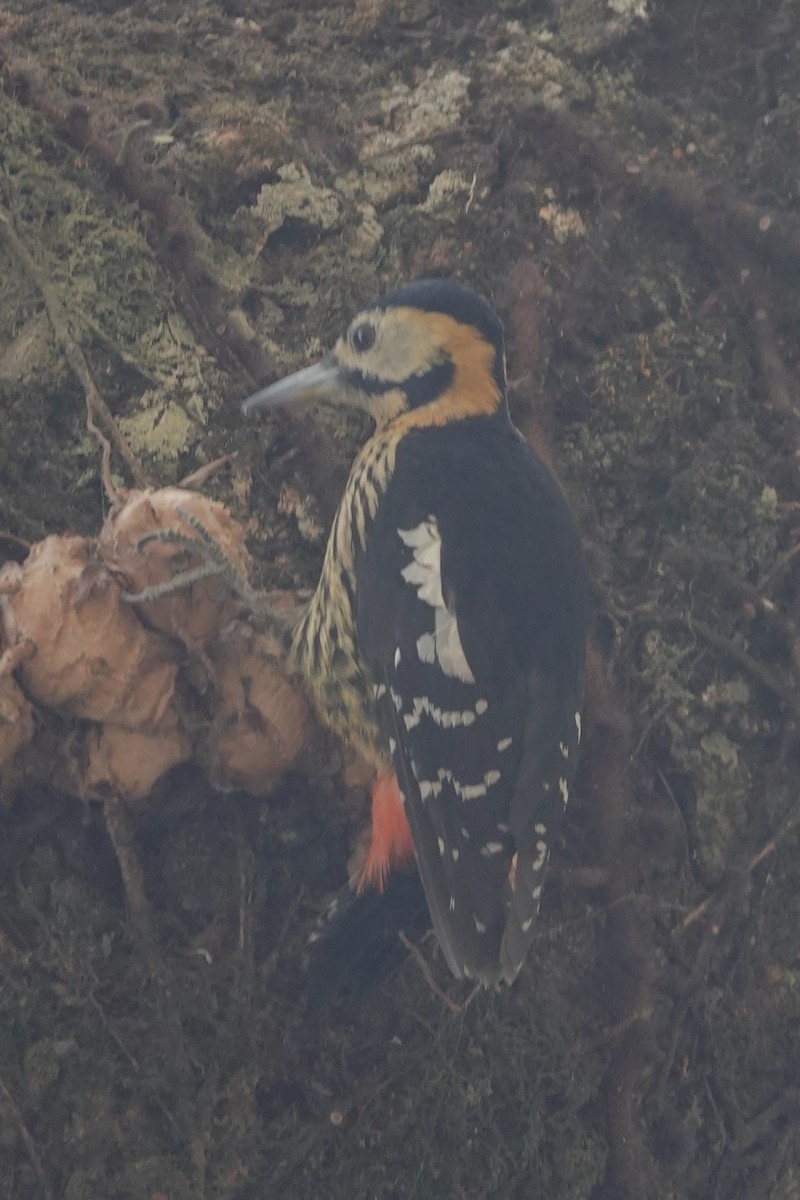 Darjeeling Woodpecker - ML618759340
