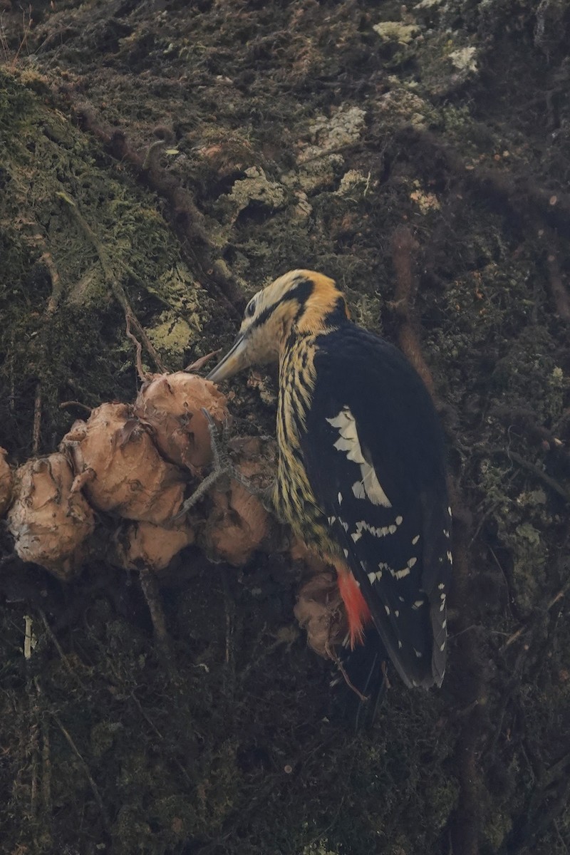 Darjeeling Woodpecker - ML618759341