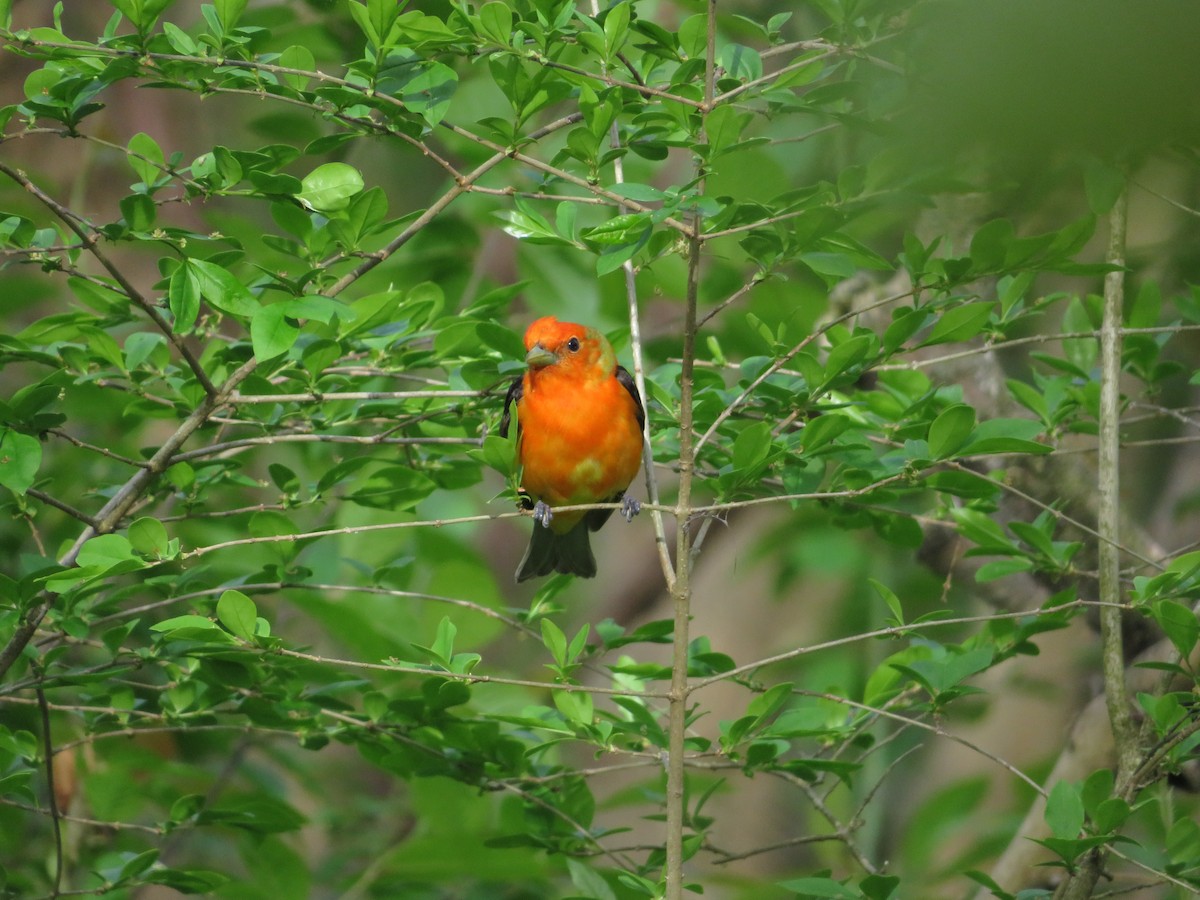 Scarlet Tanager - ML618759347