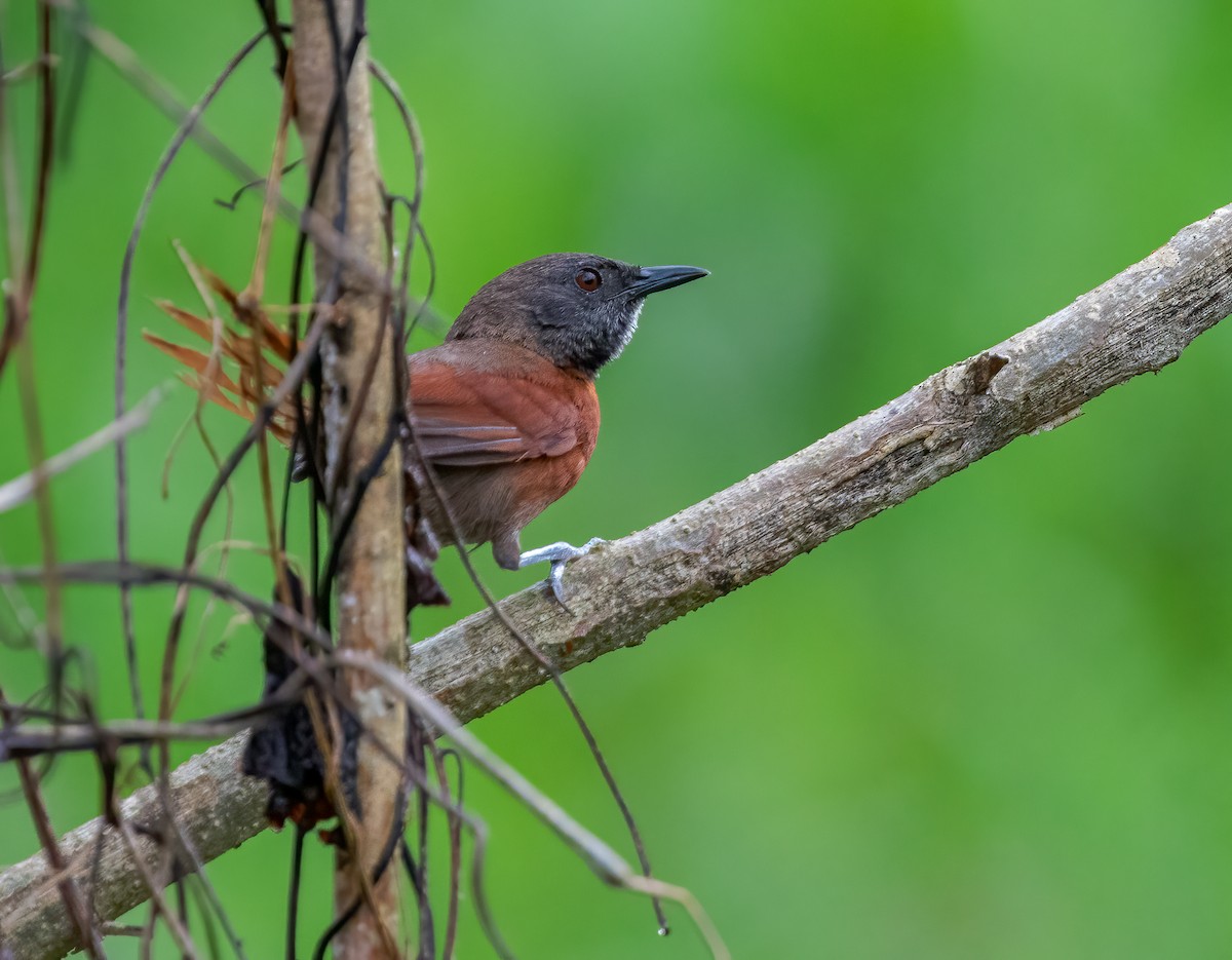 Rufous-breasted Spinetail - ML618759360