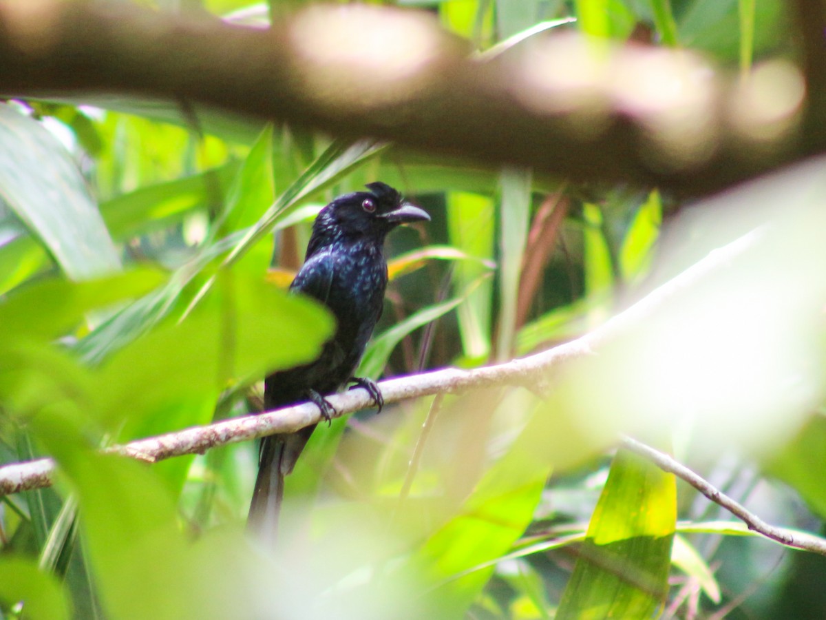 Greater Racket-tailed Drongo - ML618759361