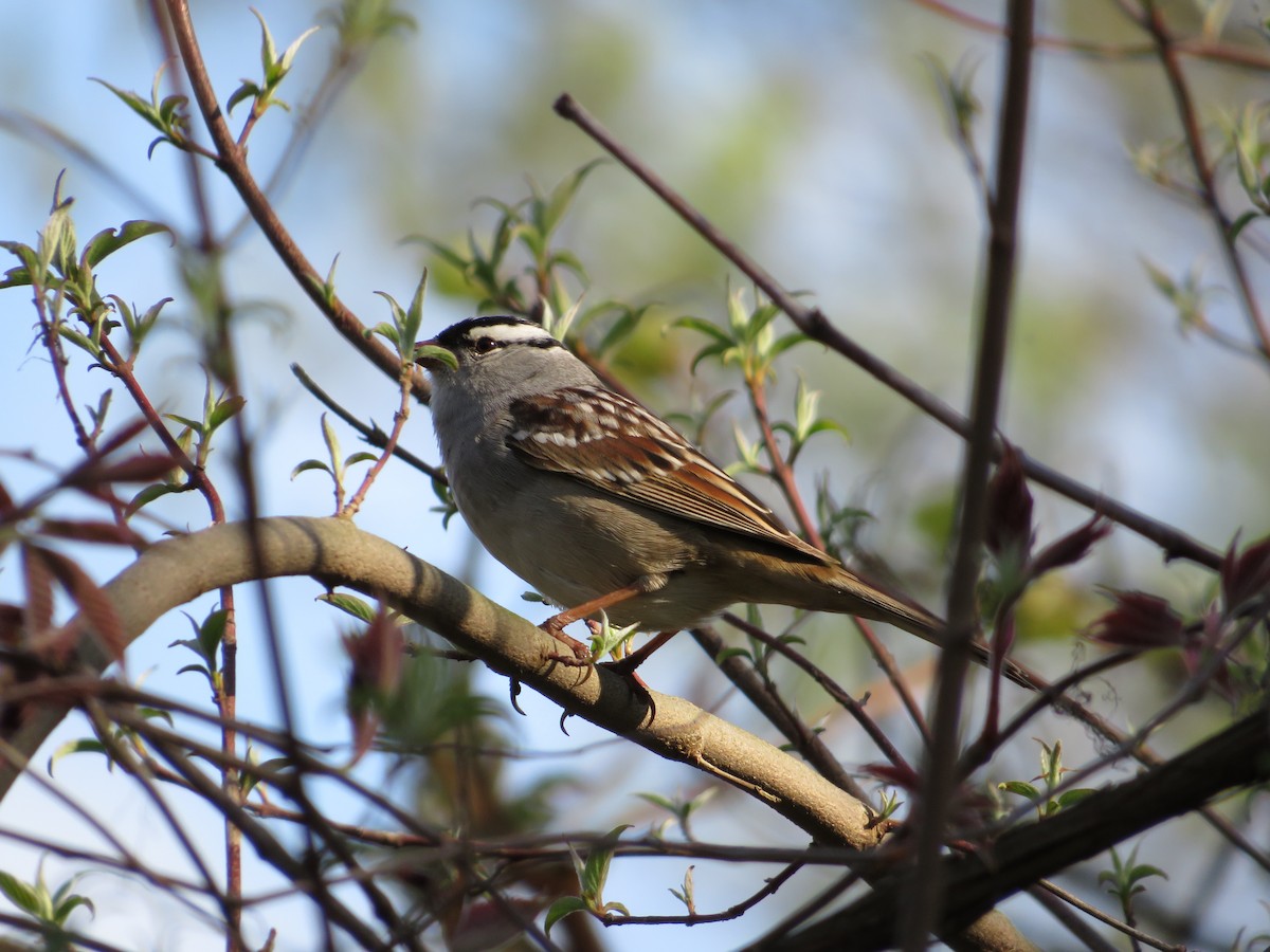 White-crowned Sparrow - ML618759376