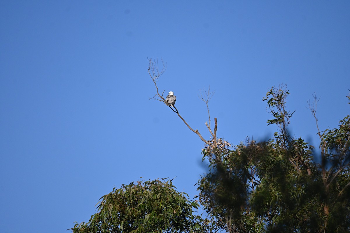 Black-shouldered Kite - ML618759416