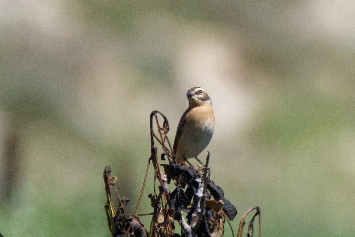 Whinchat - ML618759437