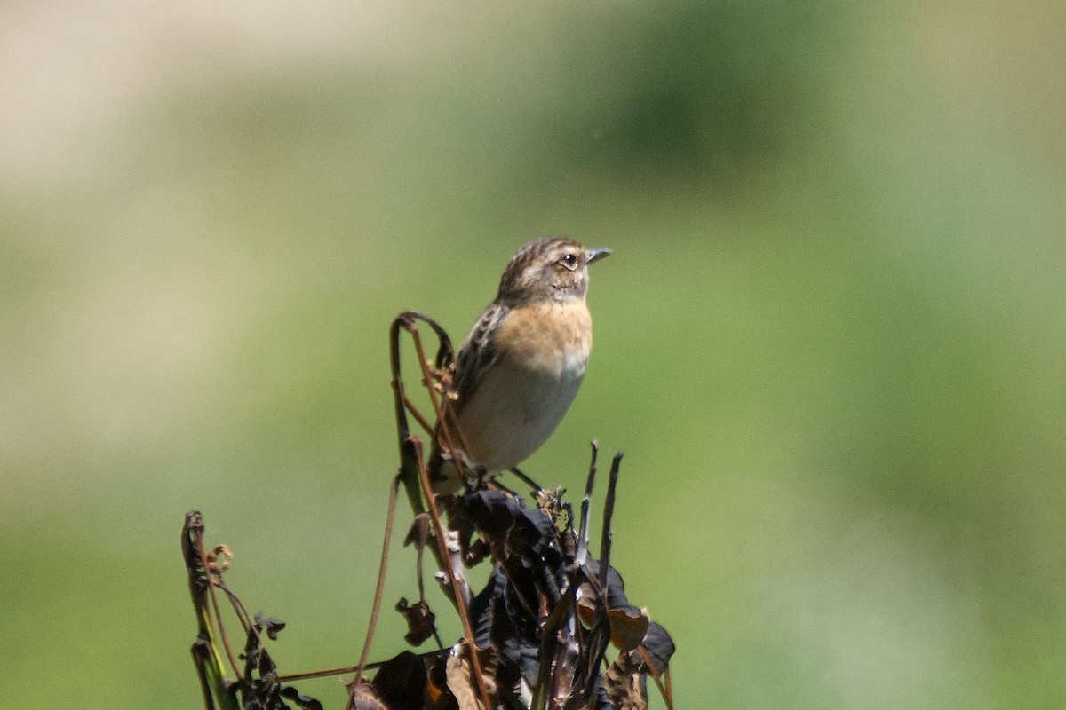 Whinchat - ML618759438