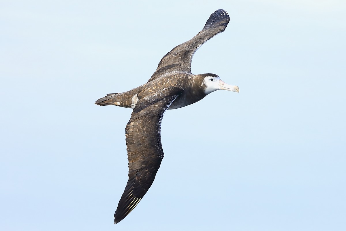 Albatros des Antipodes (gibsoni) - ML618759470