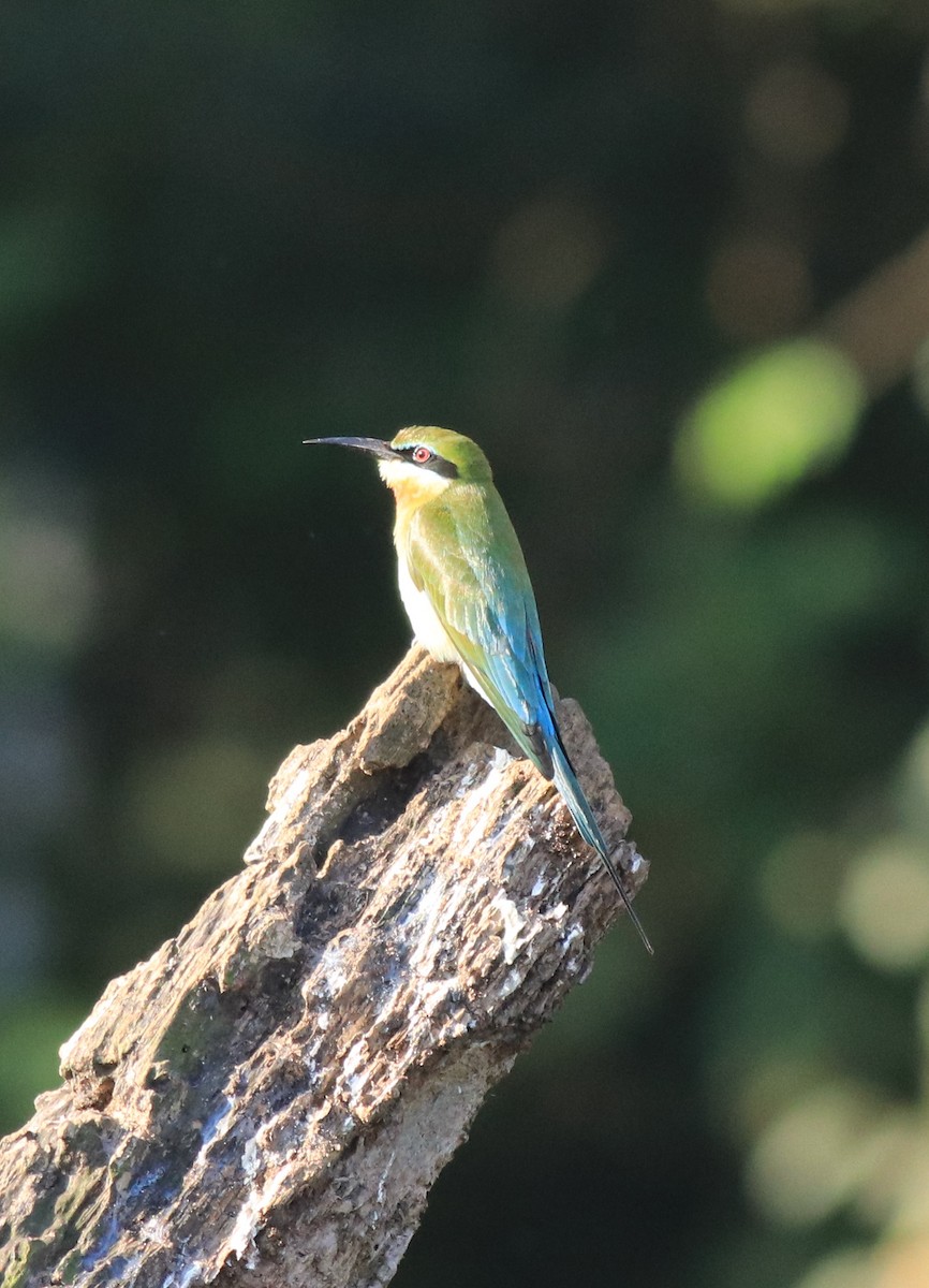 Blue-tailed Bee-eater - ML618759489