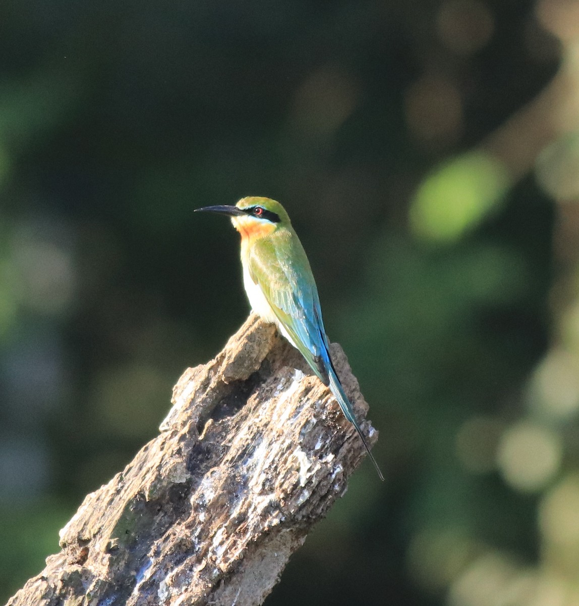 Blue-tailed Bee-eater - ML618759491