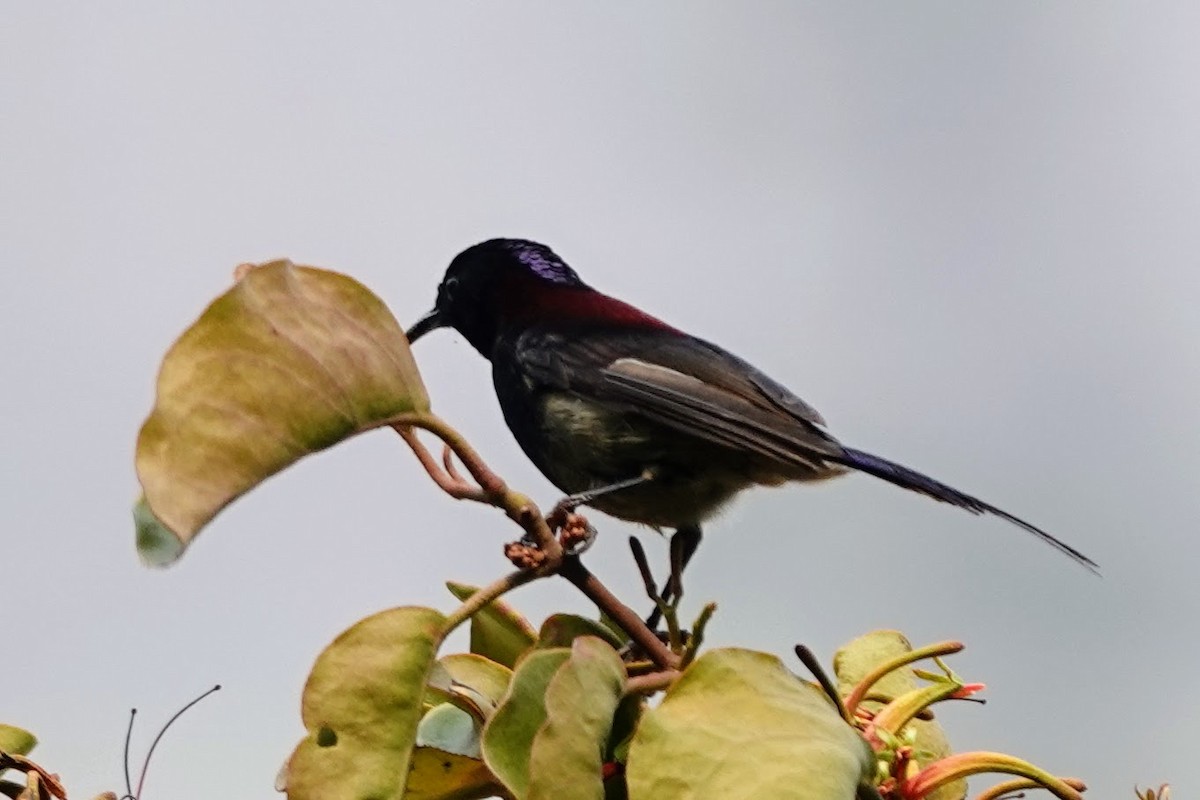Black-throated Sunbird - ML618759504