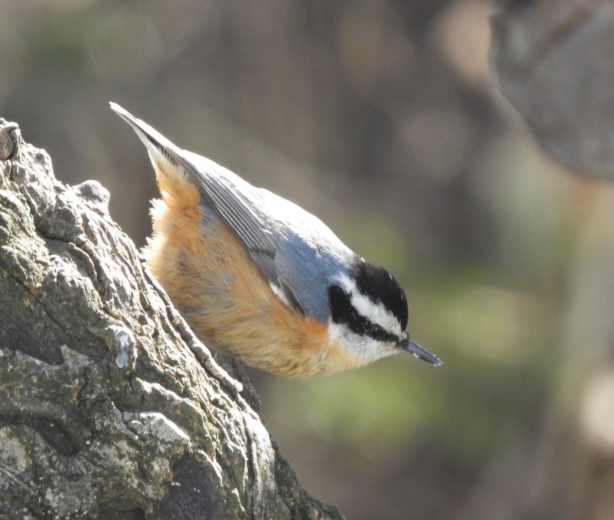 Red-breasted Nuthatch - ML618759506