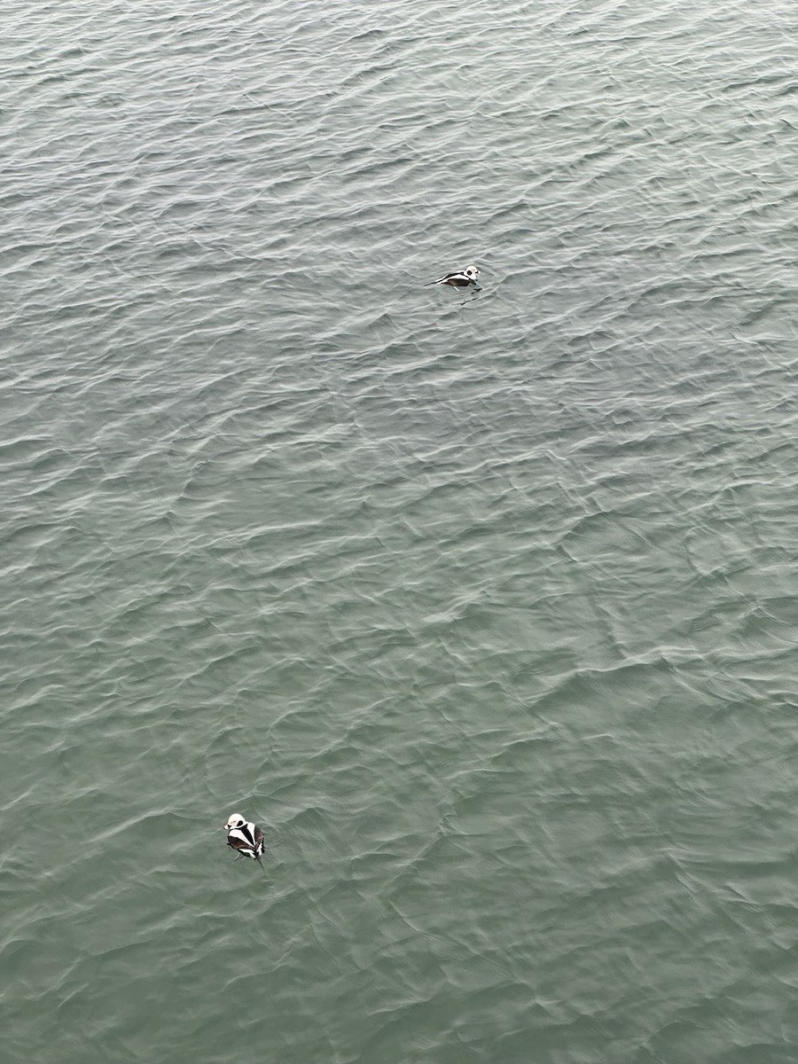 Long-tailed Duck - ML618759512