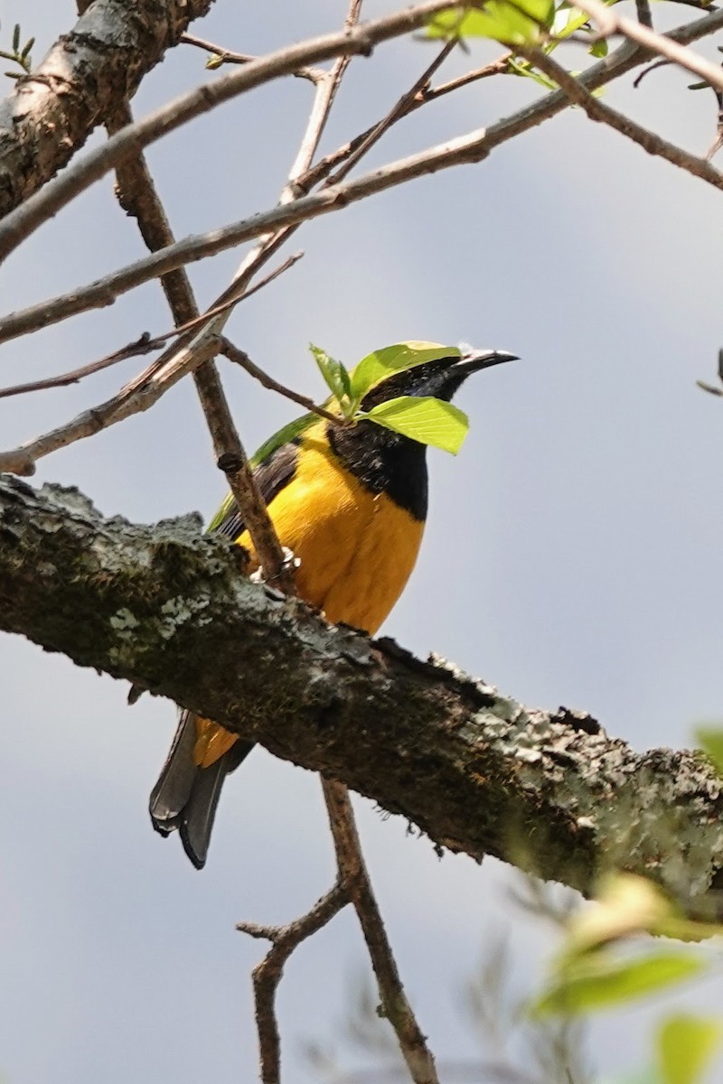 Orange-bellied Leafbird - ML618759546