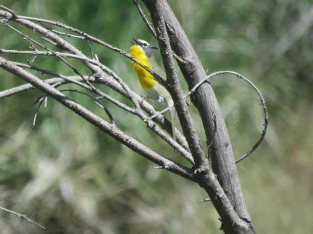 Yellow-breasted Chat - ML618759570