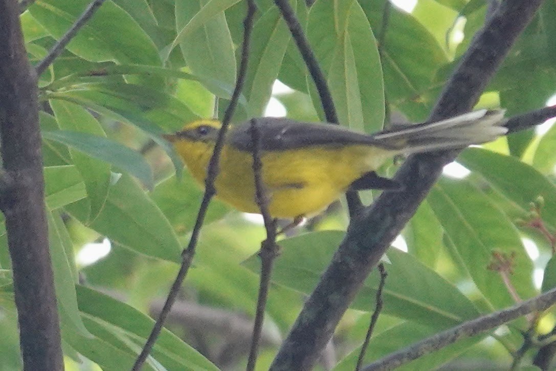 Yellow-bellied Fairy-Fantail - ML618759592