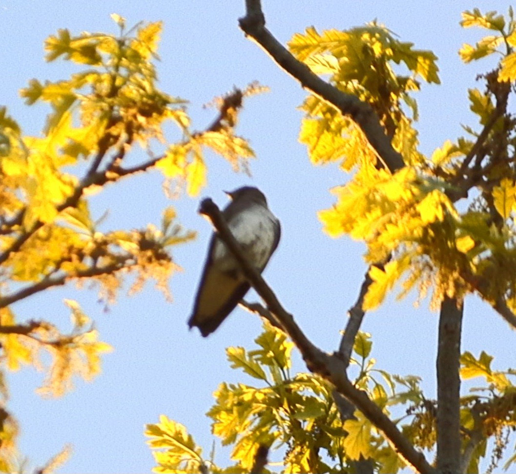 Northern Rough-winged Swallow - ML618759615