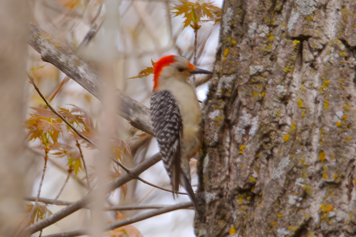 Red-bellied Woodpecker - ML618759624