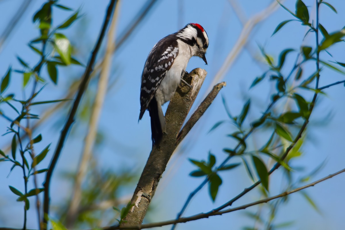 Downy Woodpecker - ML618759632