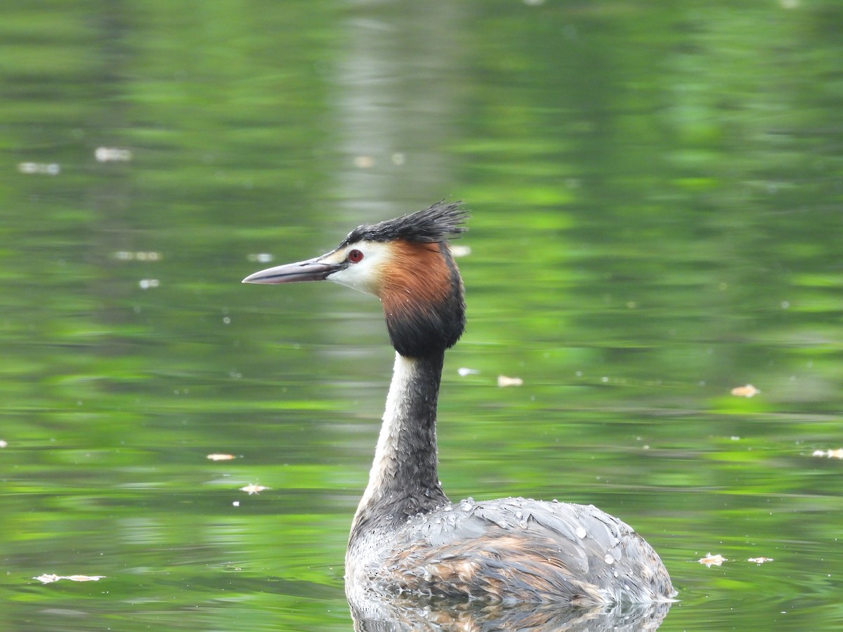 Great Crested Grebe - ML618759648
