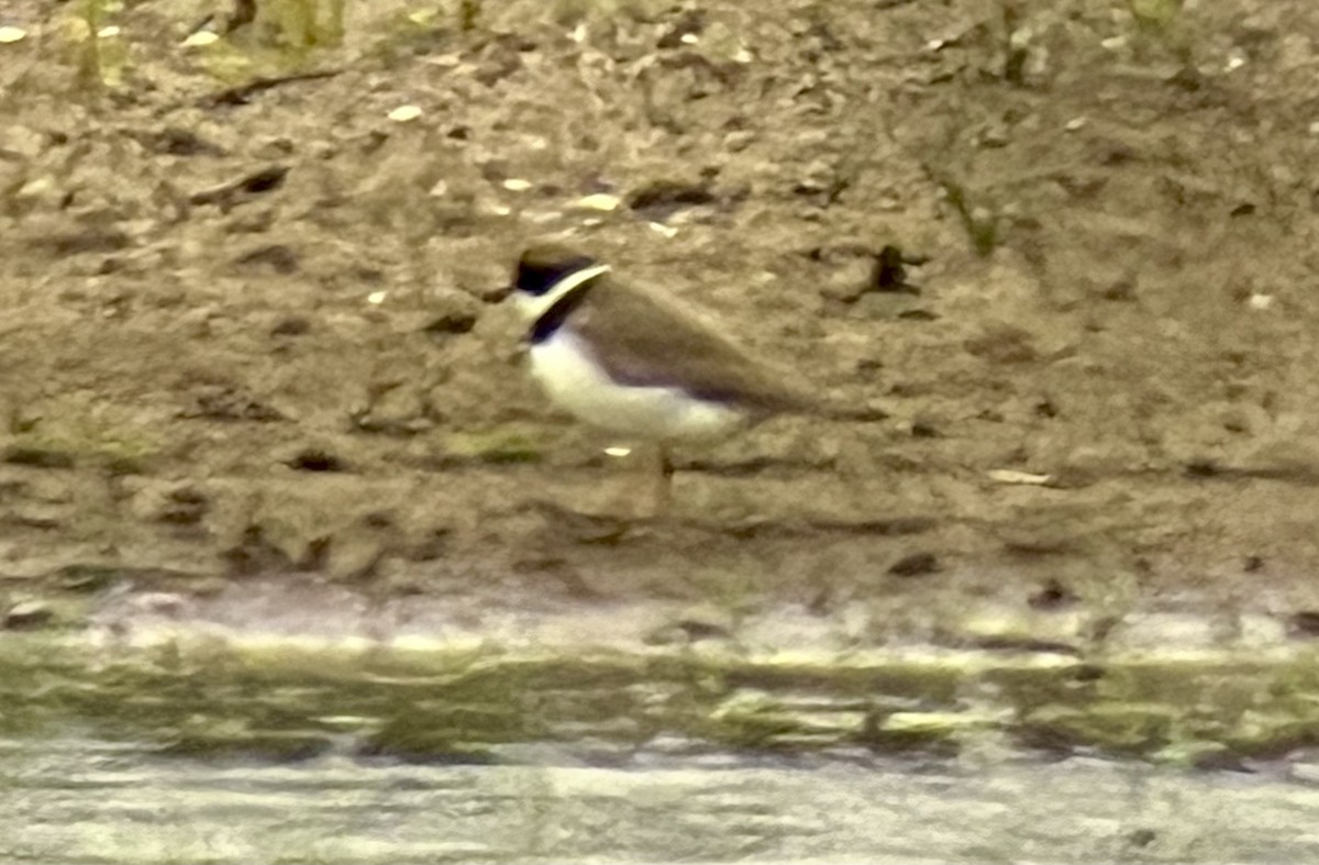 Semipalmated Plover - ML618759651