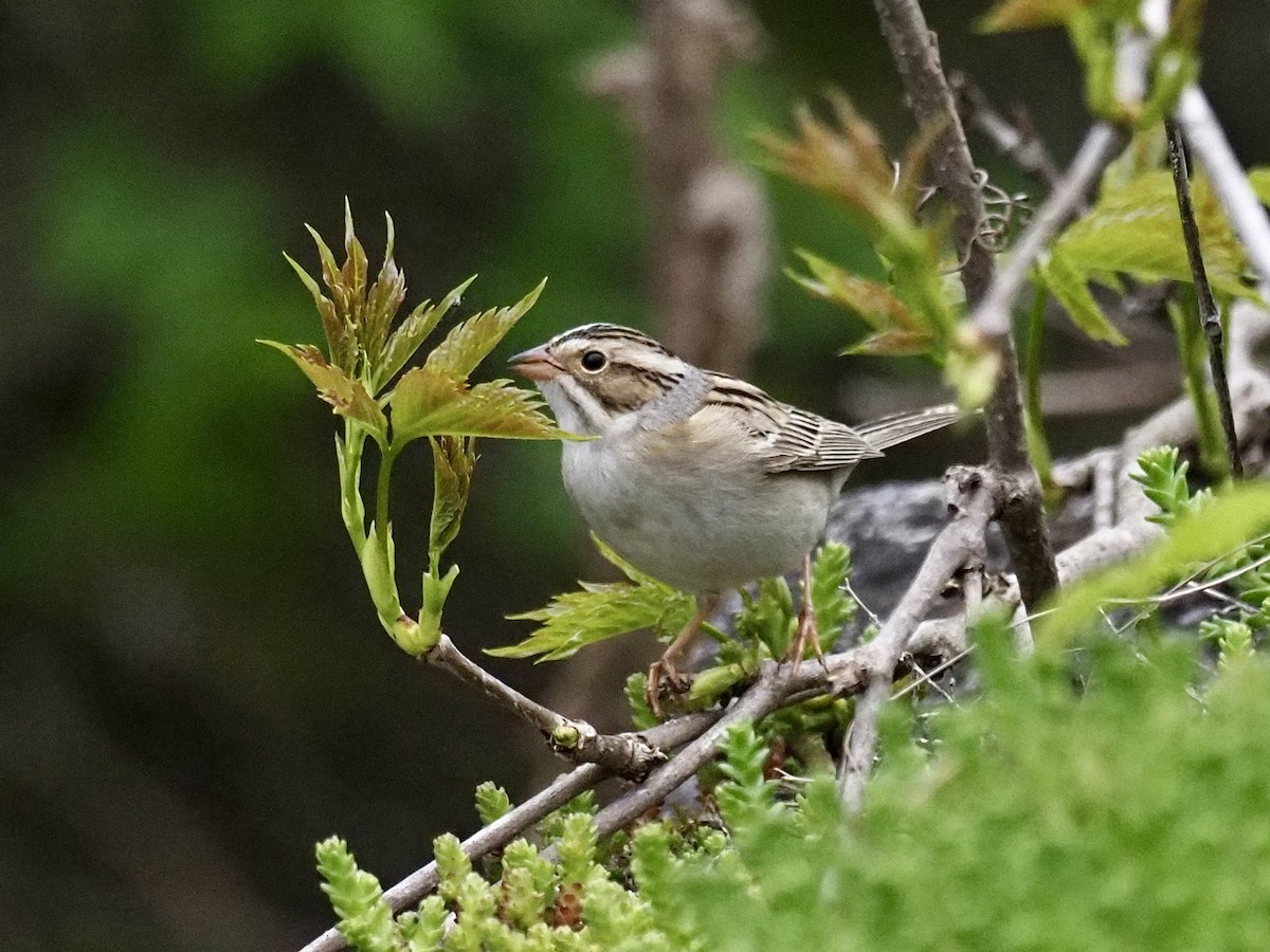 Clay-colored Sparrow - ML618759659