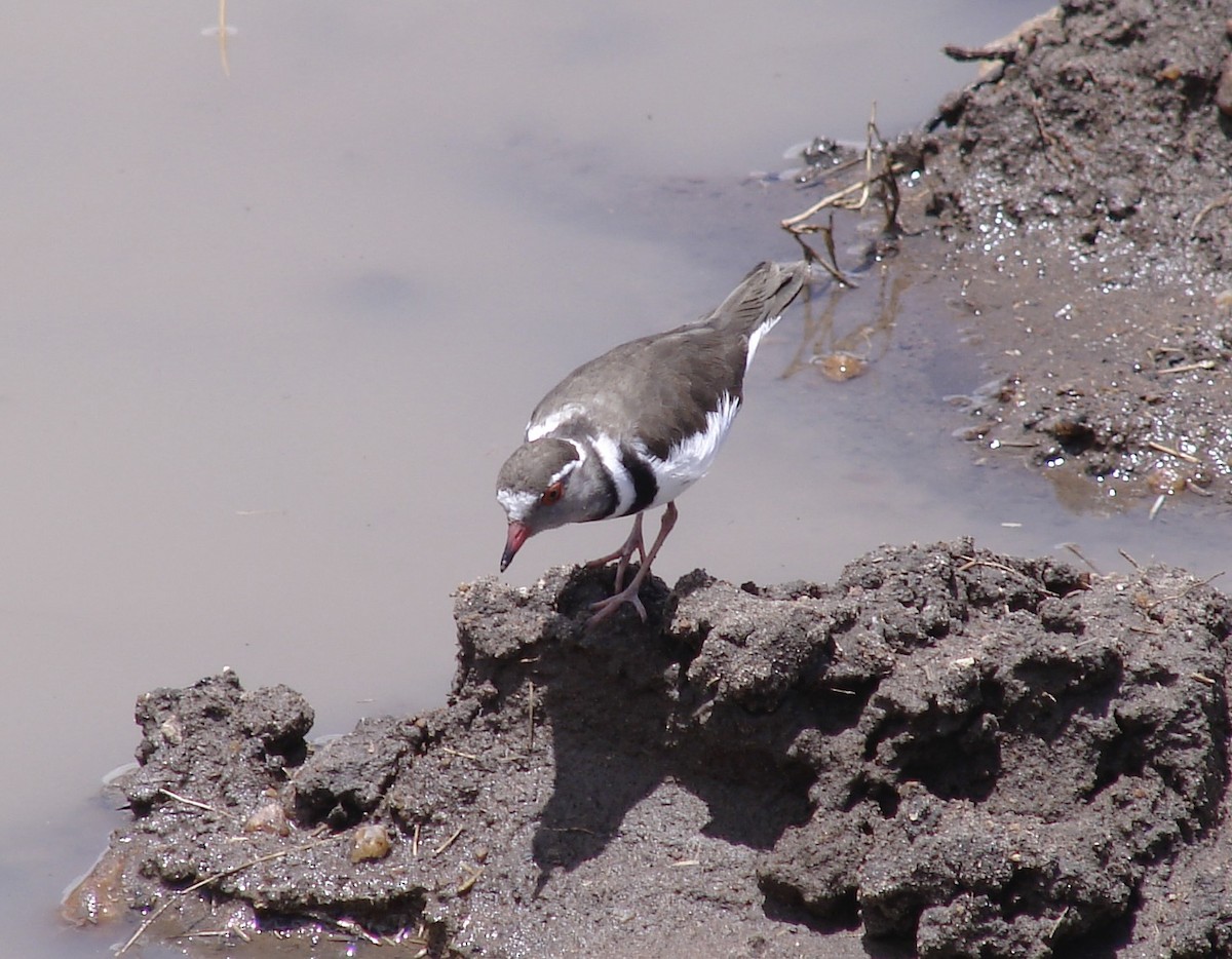 Three-banded Plover - ML618759725