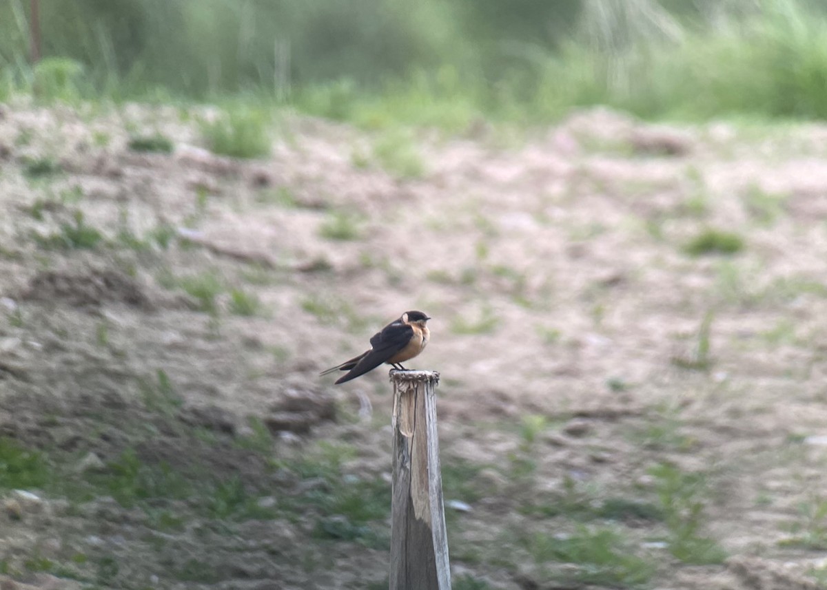 Rufous-chested Swallow - ML618759752