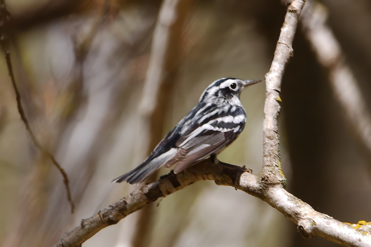 Black-and-white Warbler - ML618759764
