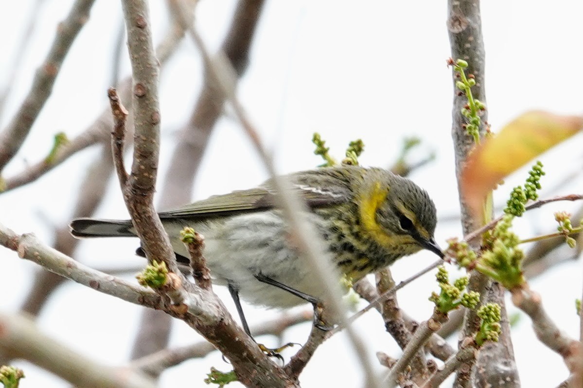 Cape May Warbler - ML618759784