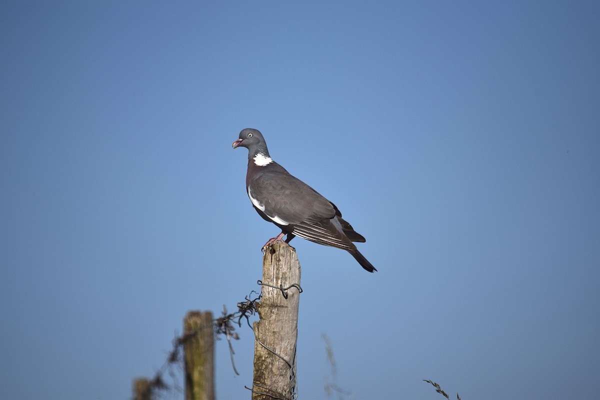Common Wood-Pigeon - ML618759787