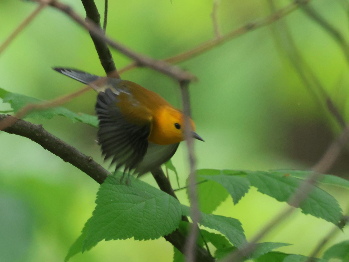 Prothonotary Warbler - ML618759791