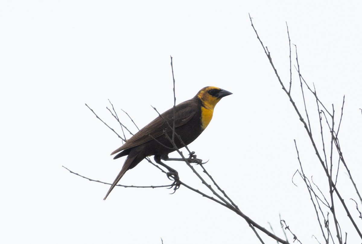 Yellow-headed Blackbird - ML618759793