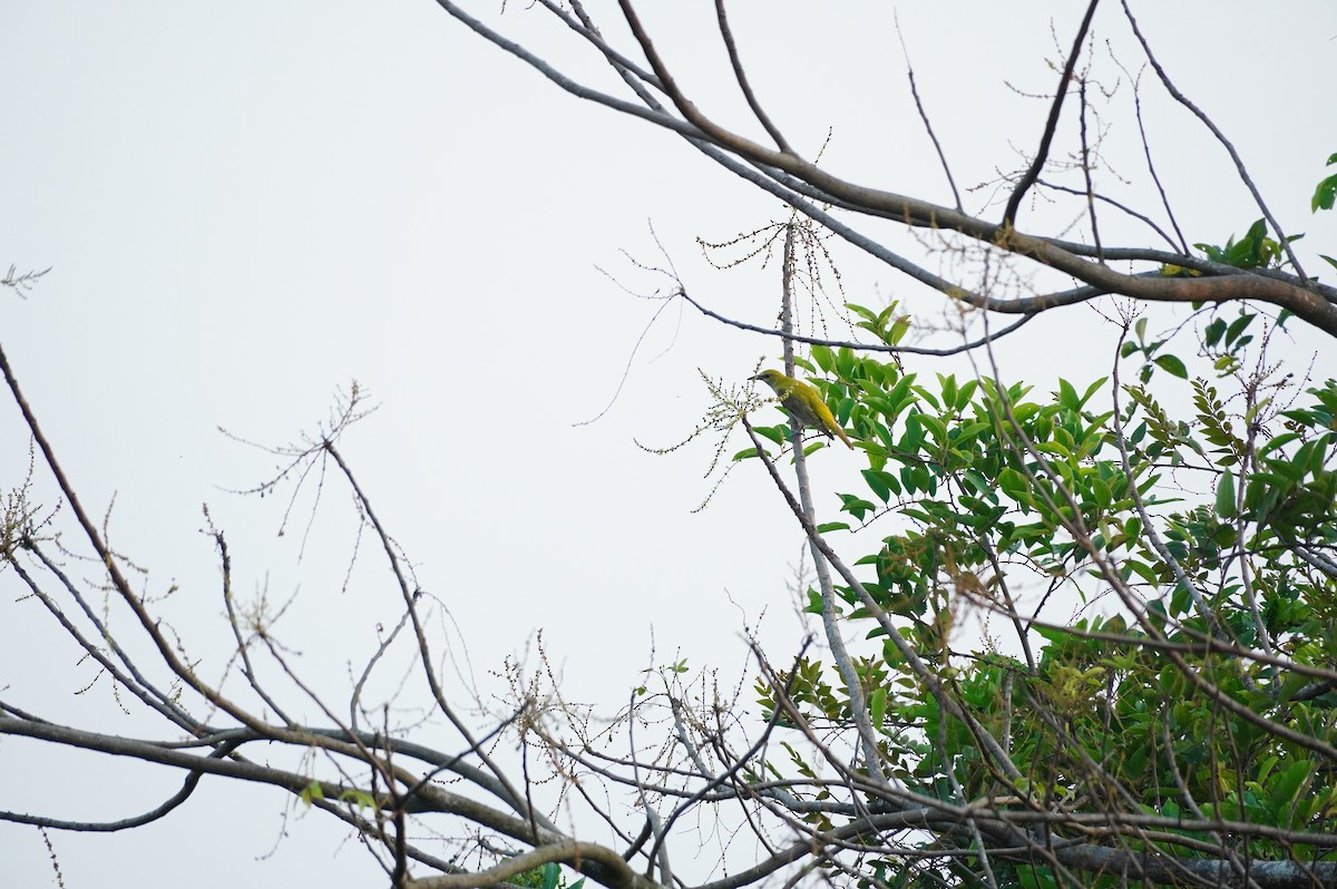 Indian Golden Oriole - ML618759799
