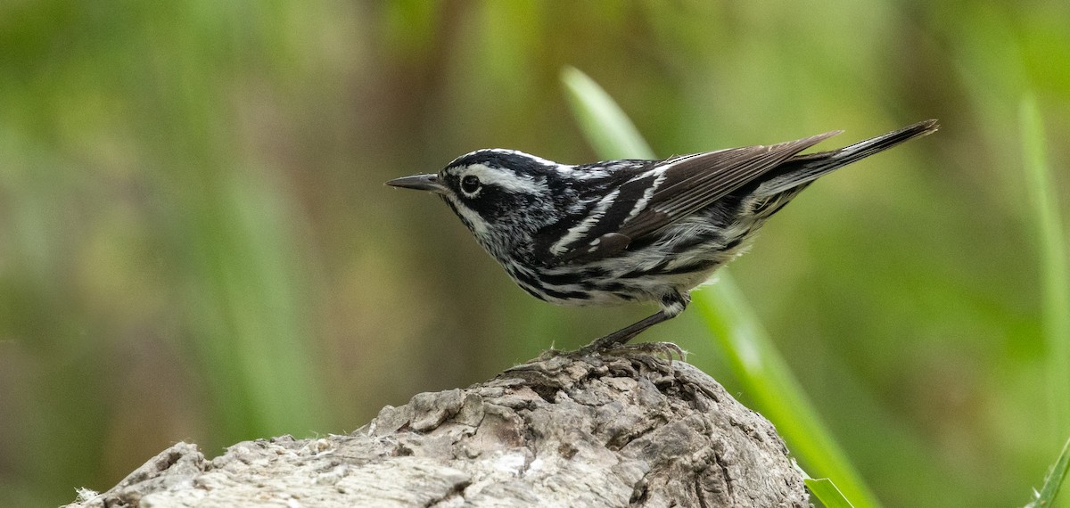 Black-and-white Warbler - ML618759811