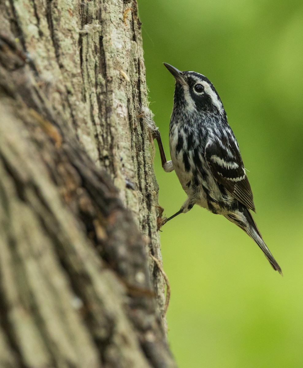 Black-and-white Warbler - ML618759813