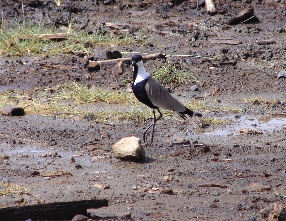 Spur-winged Lapwing - ML618759817
