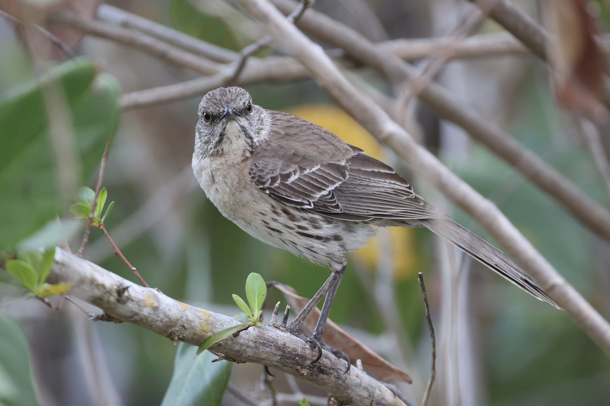Bahama Mockingbird - ML618759825