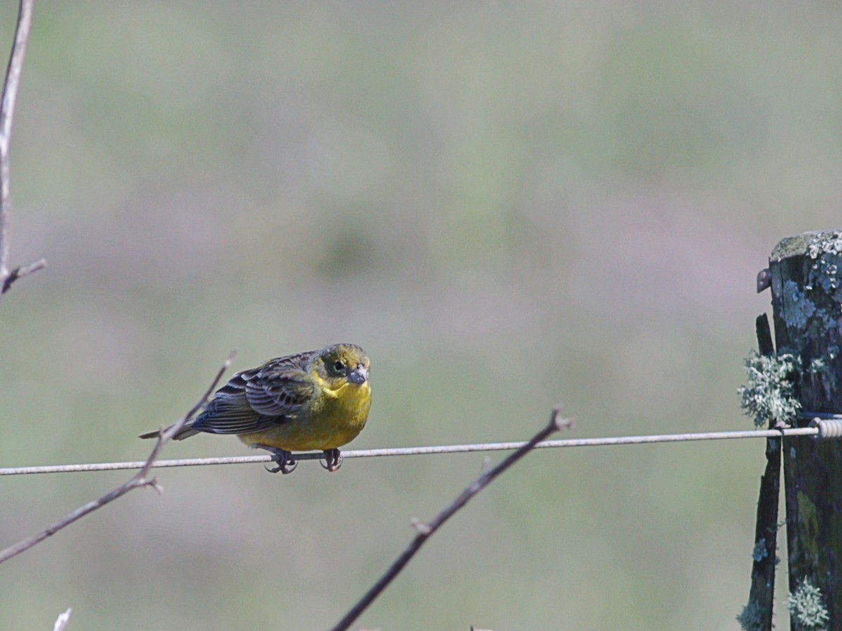 Grassland Yellow-Finch - Paulo Krieser