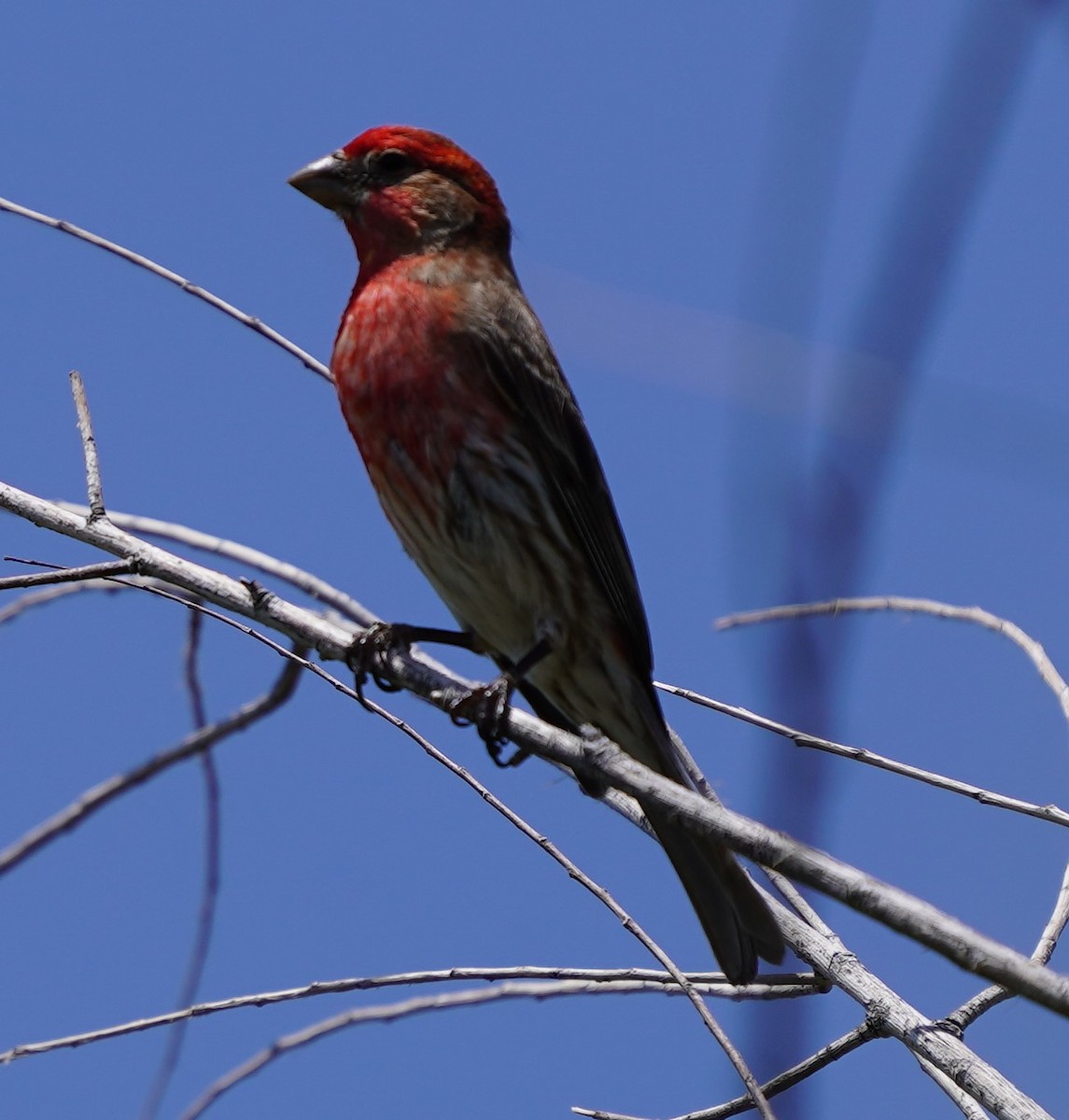 House Finch - Phill and Lis Henry