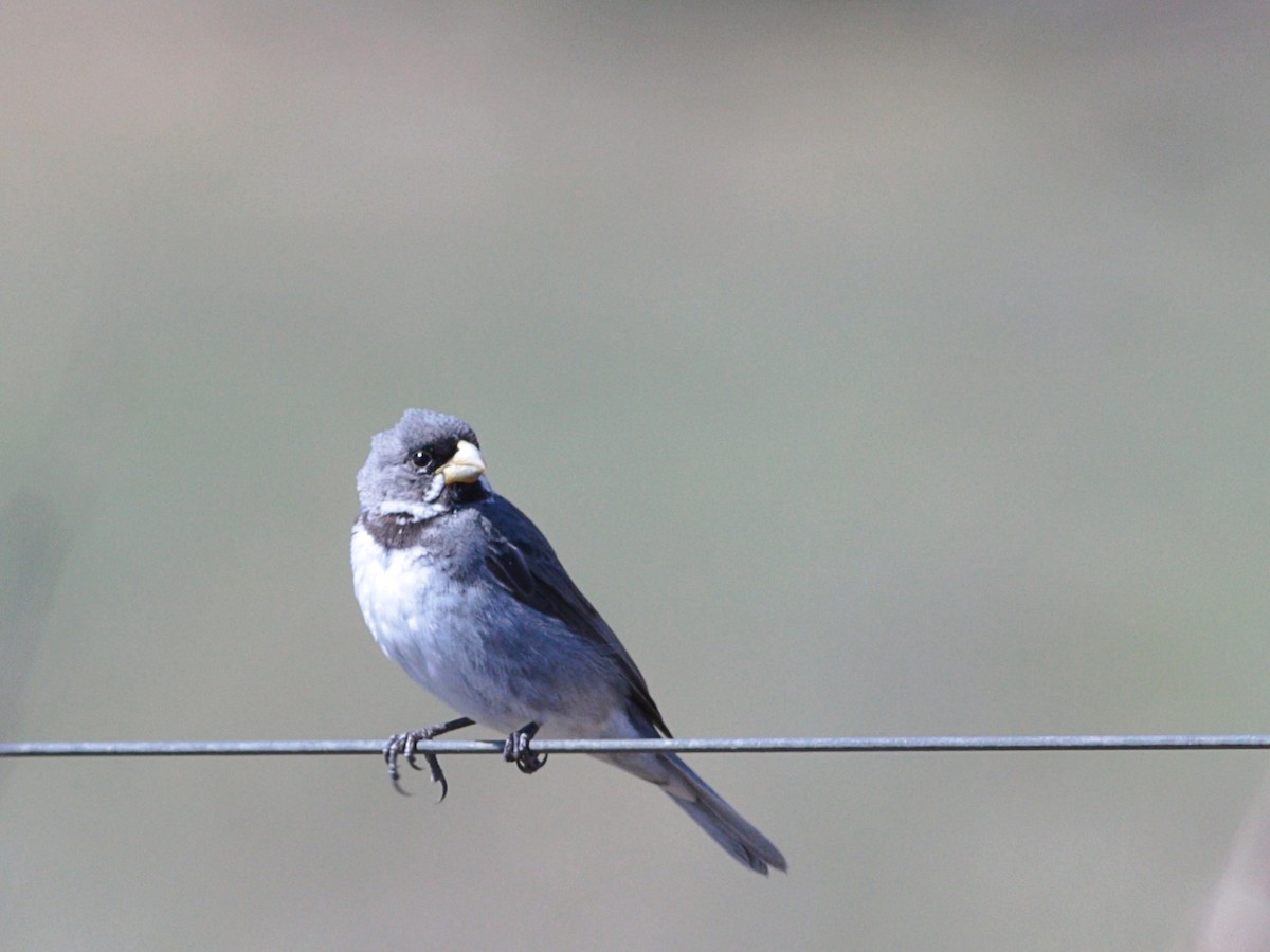 Double-collared Seedeater - ML618759861