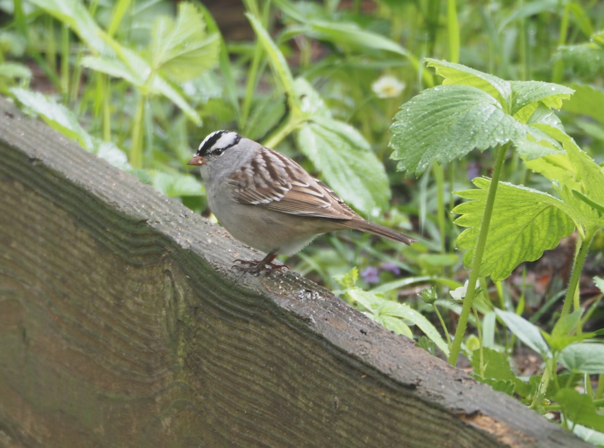 White-crowned Sparrow - ML618759865