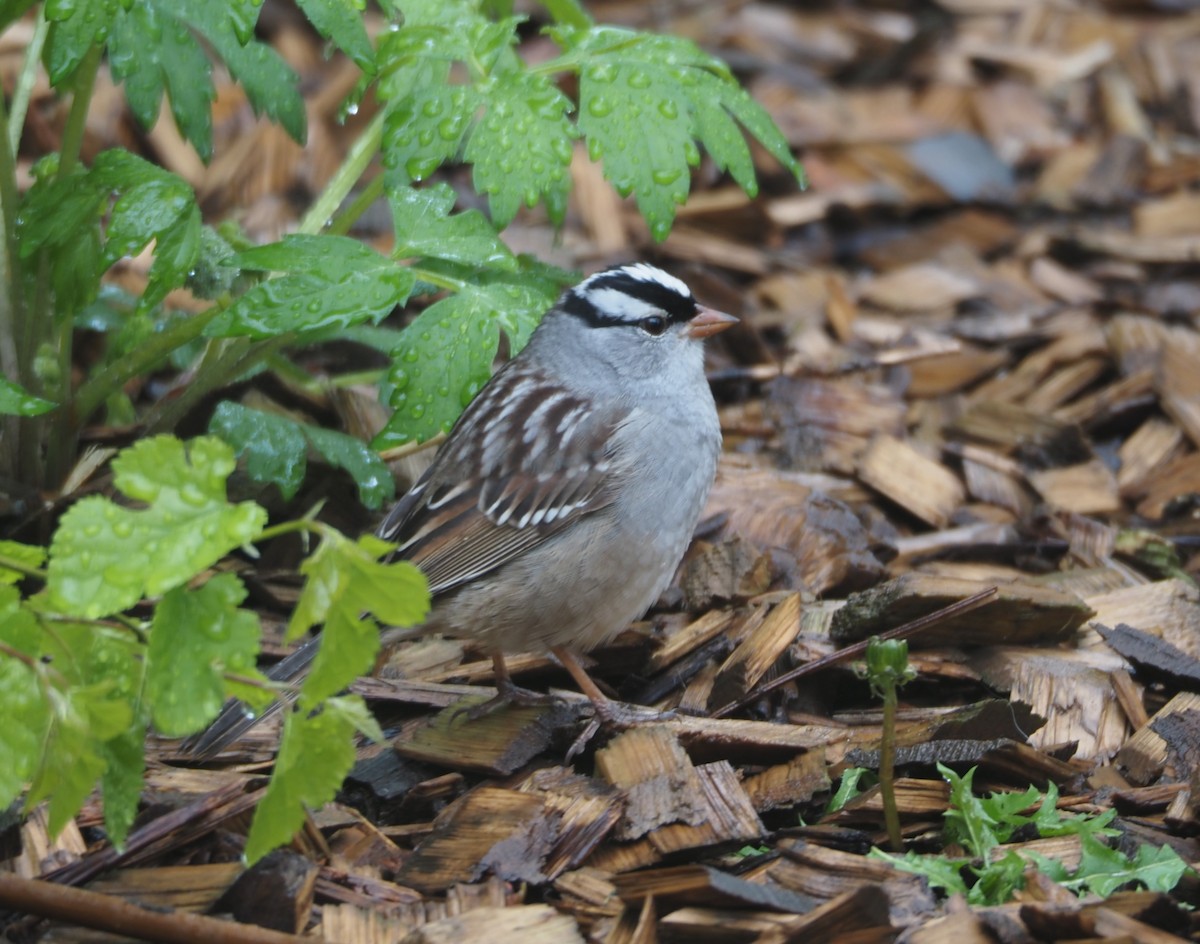 White-crowned Sparrow - ML618759866